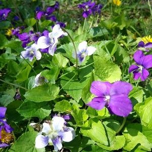 Meet your Posher, Conner8813@gmail.com